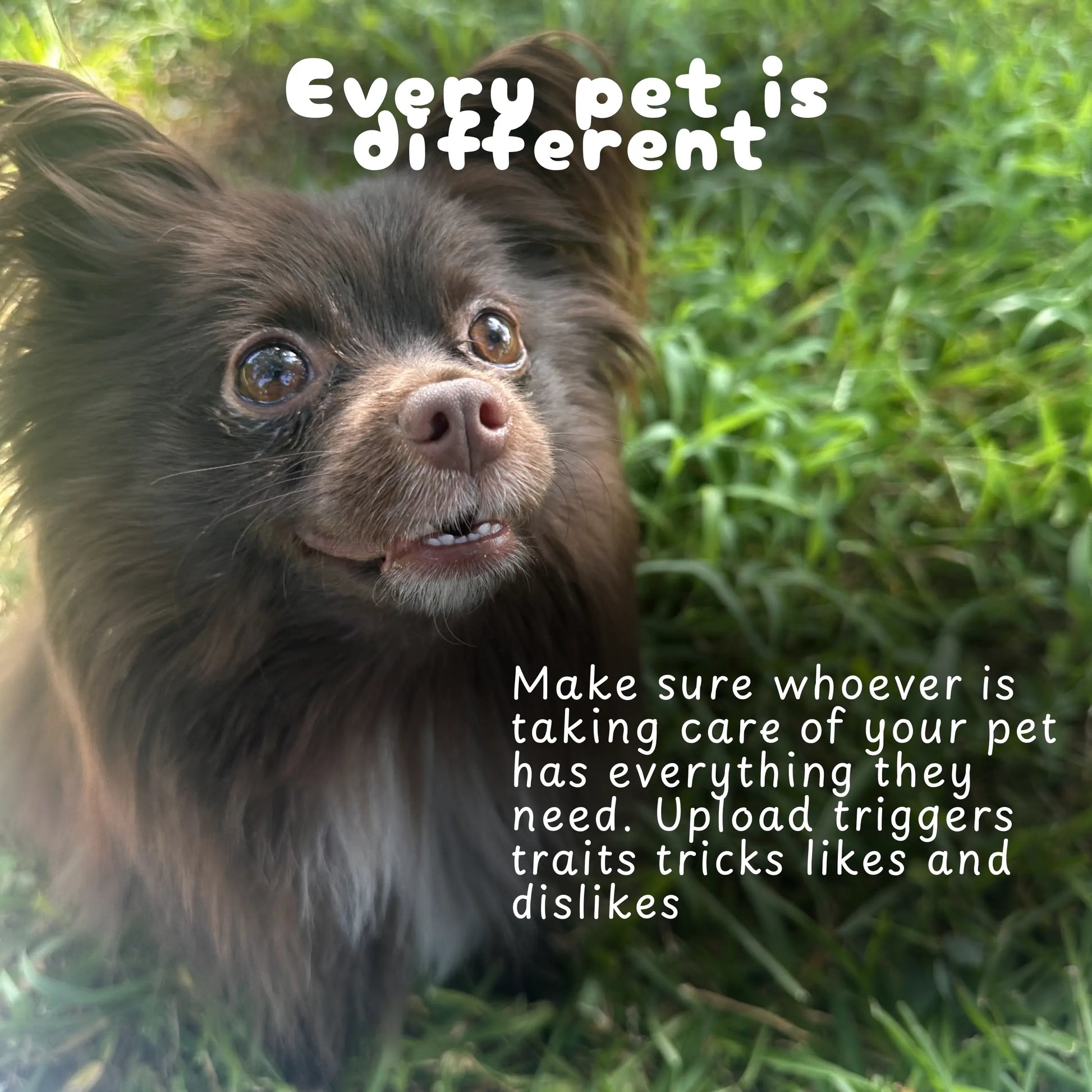 Boop Tag - Stainless Steel, Smart Qr Pet Tag